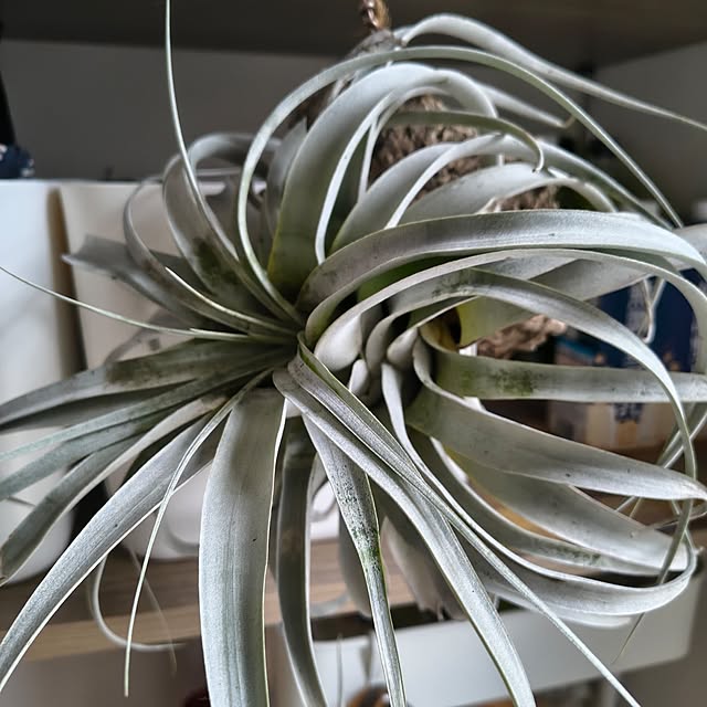 Rubiconさんの部屋