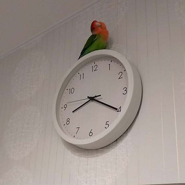 toratanさんの実例写真