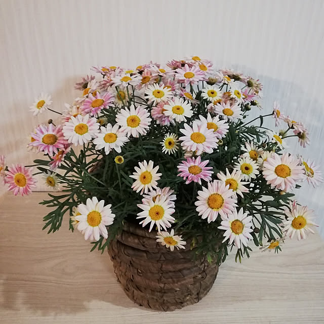 tamagikuyaさんの実例写真