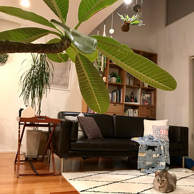 maroさんの実例写真