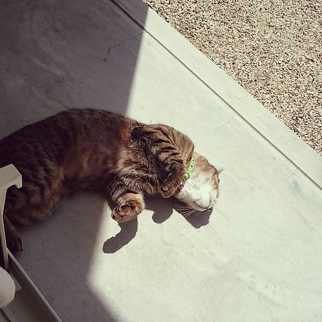 lilyさんの実例写真