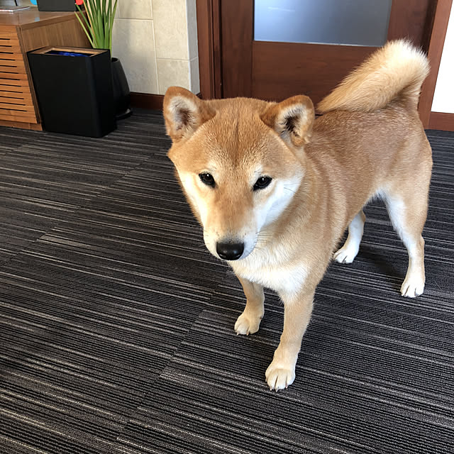 yasuさんの実例写真