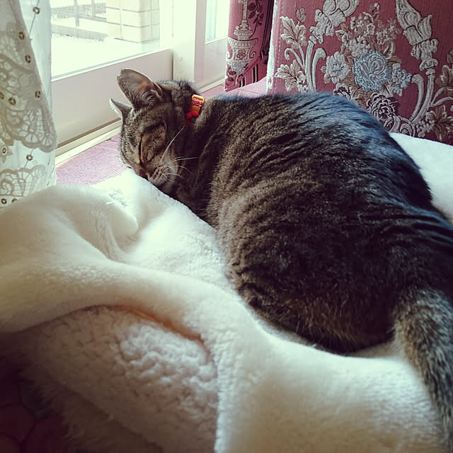 lilyさんの実例写真