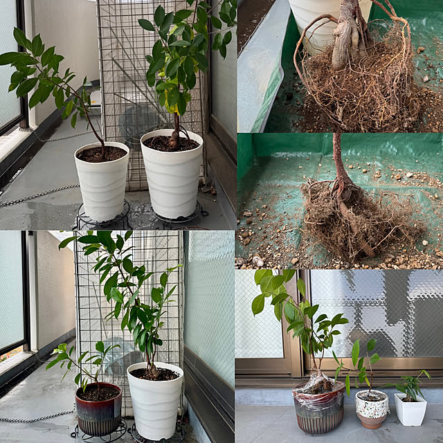 dadarikaさんの実例写真