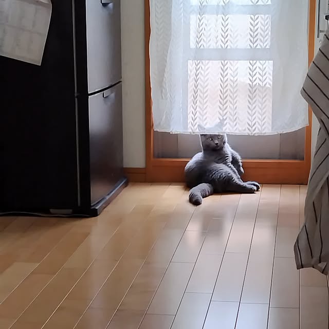 futagomamaさんの実例写真