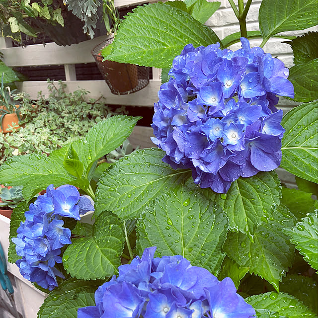 suzyさんの実例写真