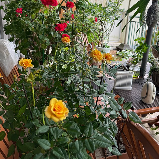 Aqettyさんの部屋
