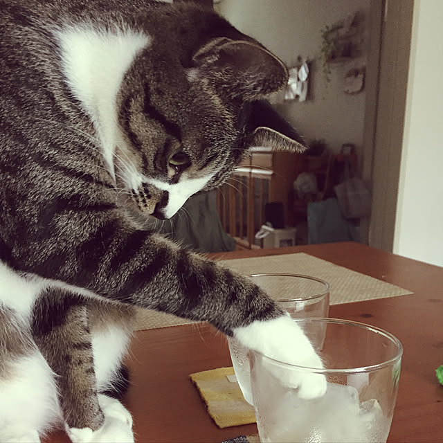 shinoさんの実例写真