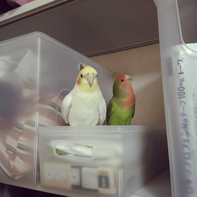 toratanさんの実例写真