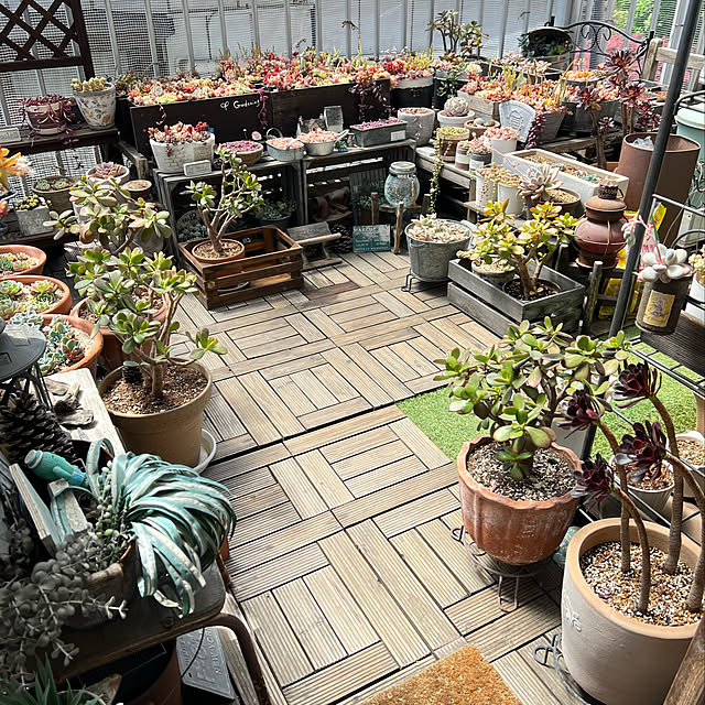 多肉のある暮らし/多肉植物/ベランダガーデン/多肉寄せ植え/久々の投稿...などのインテリア実例 - 2022-05-02 17:36:59