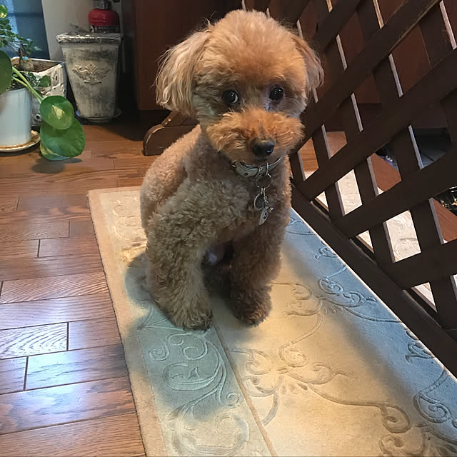 d0ttamaさんの実例写真