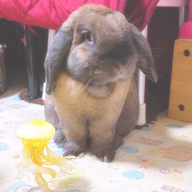mariaさんの実例写真