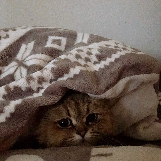 butachanさんの実例写真
