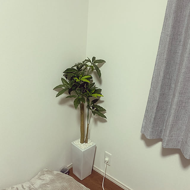 フェイクグリーン/観葉植物/ベッド周りのインテリア実例 - 2021-08-30 08:14:34