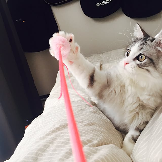 Yokoさんの実例写真