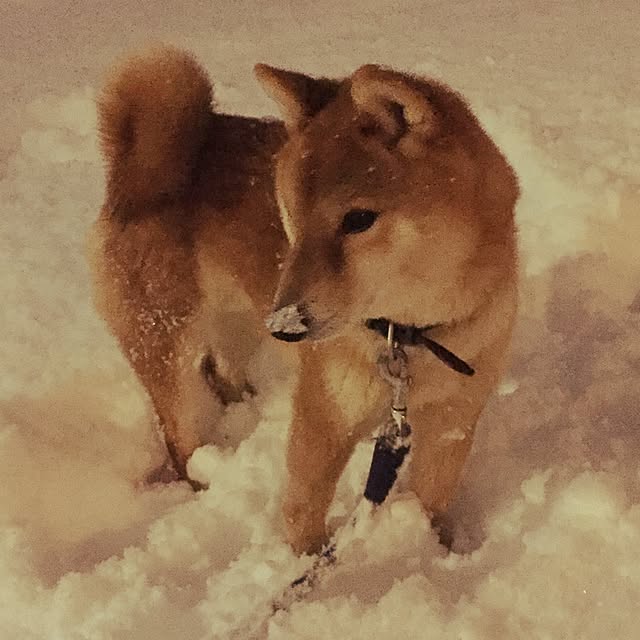 luckyさんの実例写真