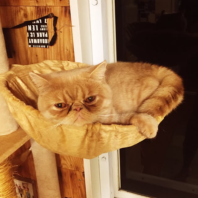 anmituさんの実例写真