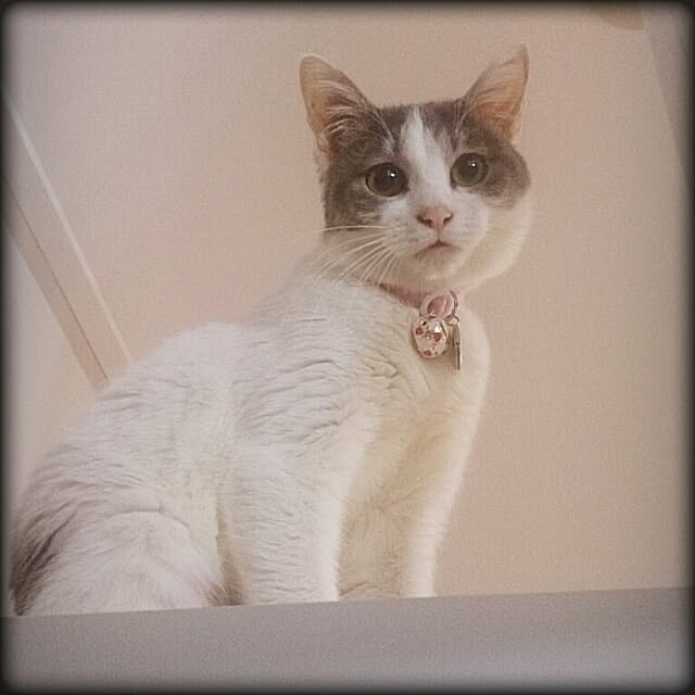 Lukiさんの実例写真
