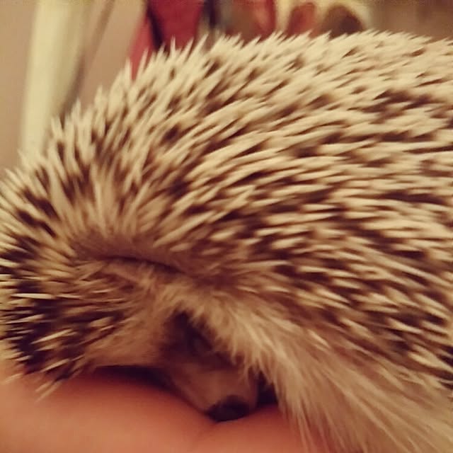 kuruさんの実例写真