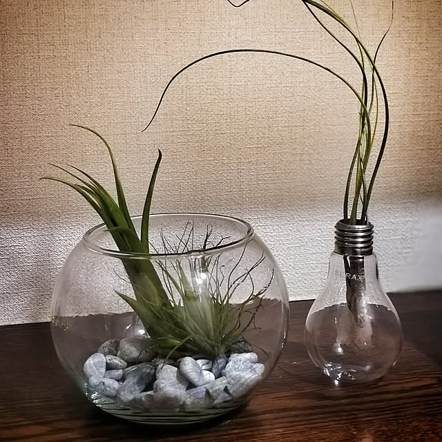 玄関/入り口/エアプランツ/グリーンのある暮らし/観葉植物/一人暮らしのインテリア実例 - 2017-03-05 03:08:22