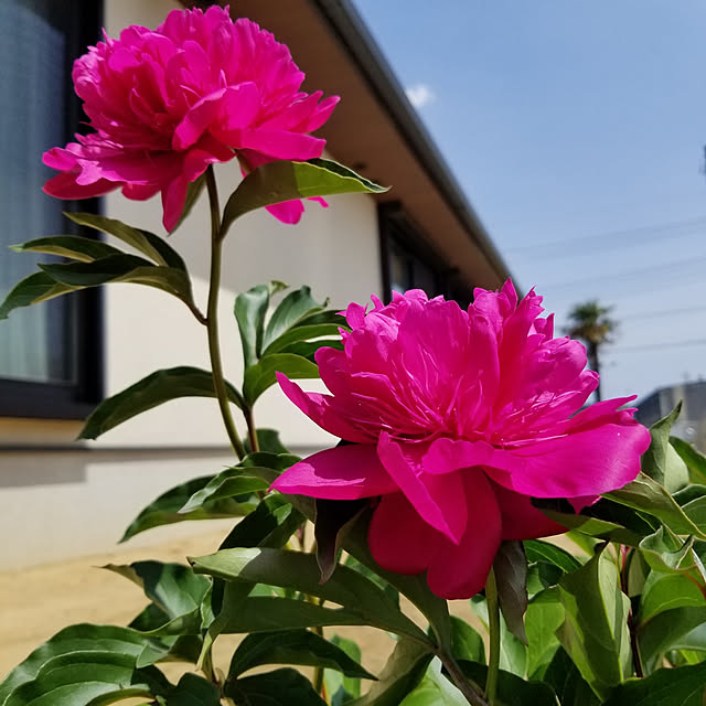 RSYさんの実例写真