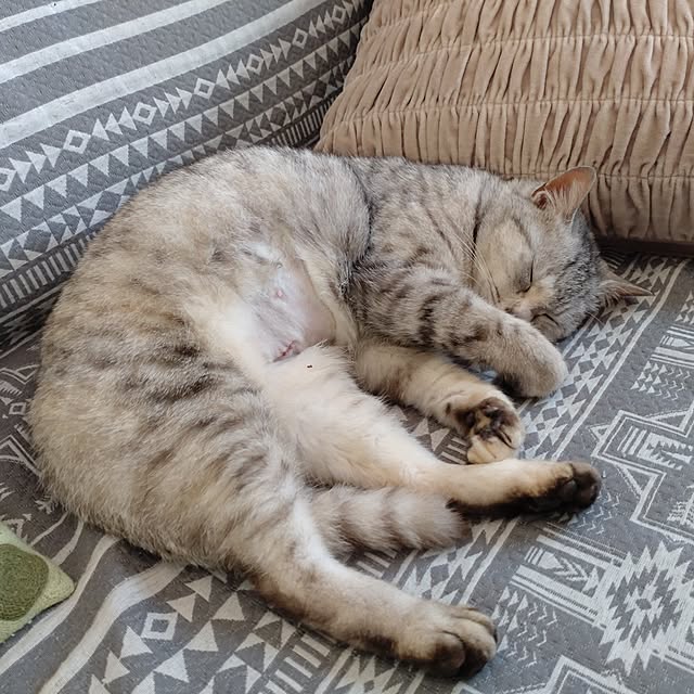 38catさんの部屋