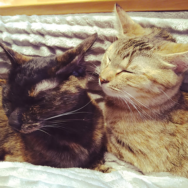 mamekoさんの実例写真