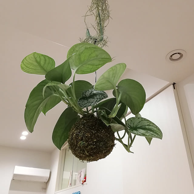 ichigo82さんの実例写真