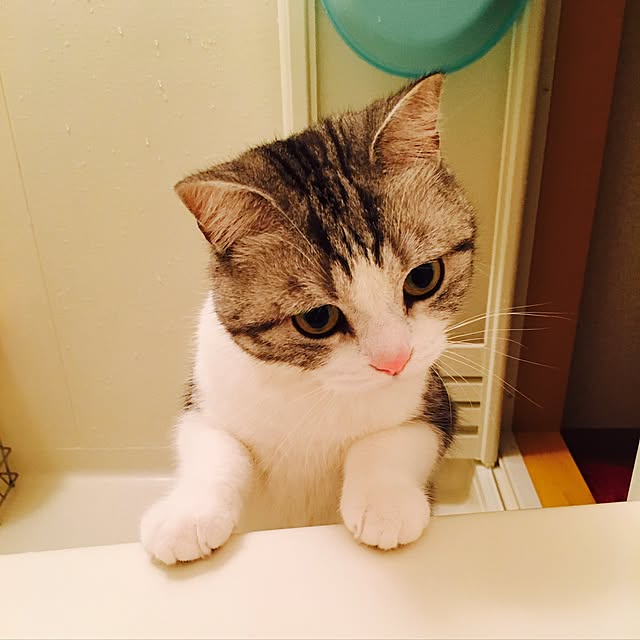 narashimhaさんの実例写真