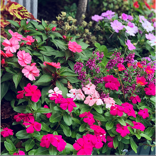 yukarin-gardenさんの実例写真