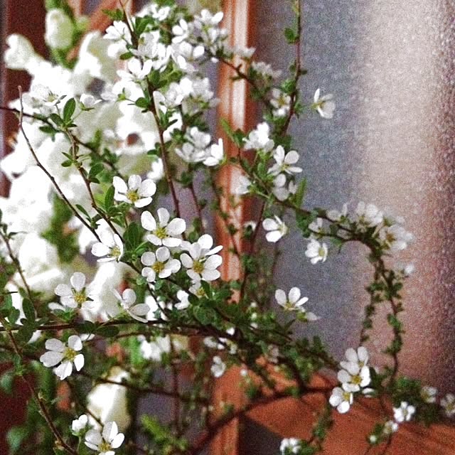 Kunlunflower297さんの実例写真