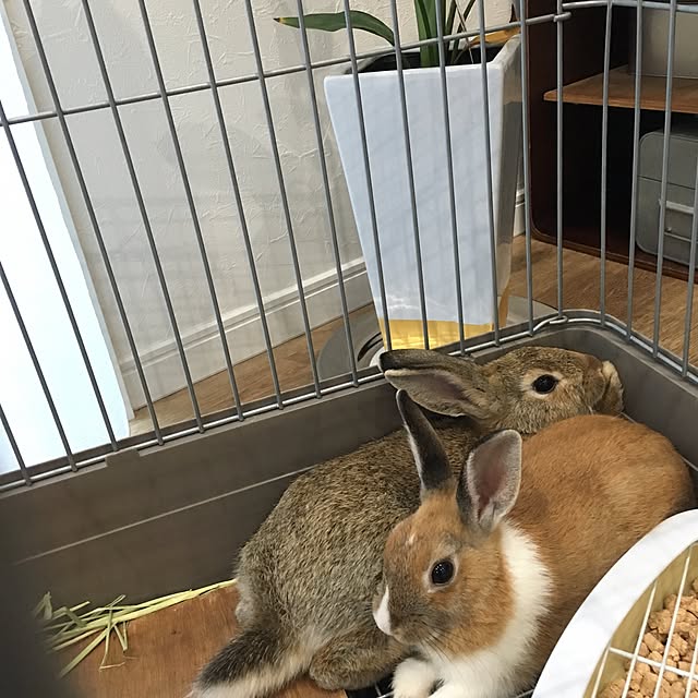 muratataさんの実例写真