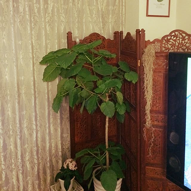 hal.hal.さんの実例写真