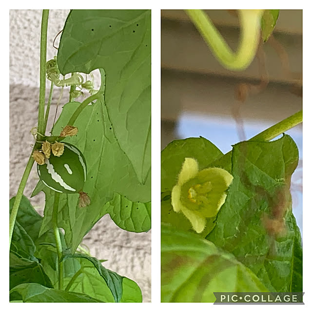 mizucchiさんの実例写真