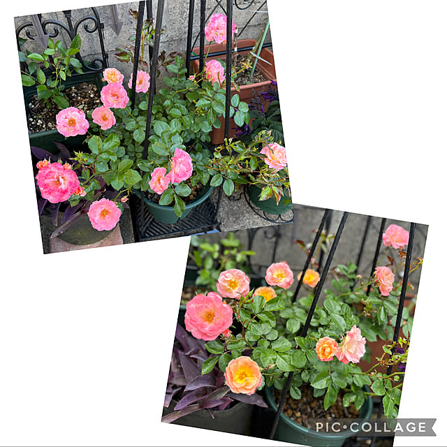 CoCo0617さんの部屋
