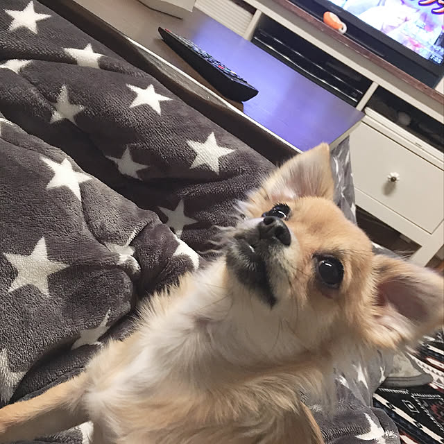 cochaさんの実例写真