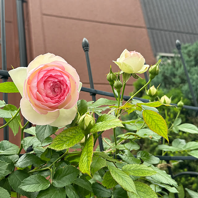 RoseLife5818さんの部屋