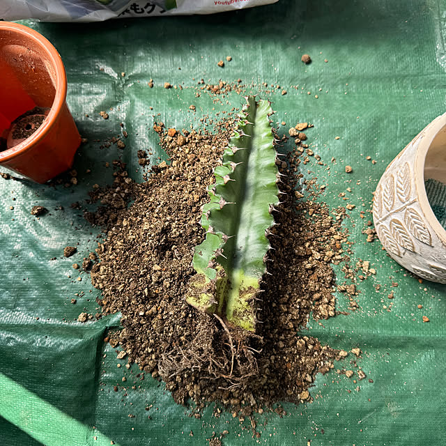 dadarikaさんの部屋