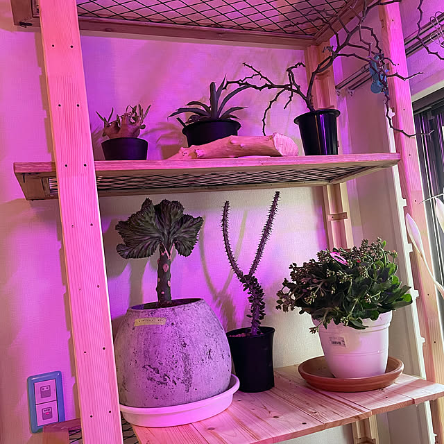 DIY/観葉植物/棚のインテリア実例 - 2021-09-30 00:12:51