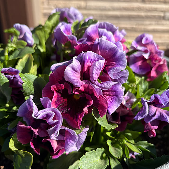 ronronさんの実例写真