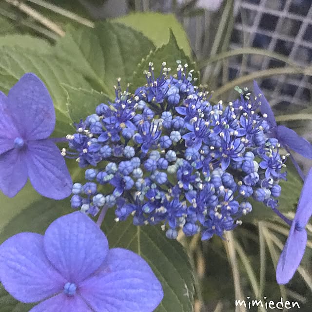 mimiedenさんの実例写真