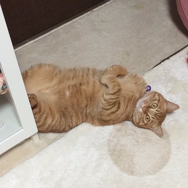 tiduruさんの実例写真
