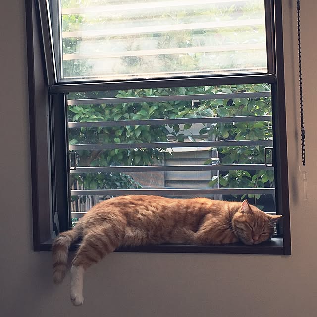 motimotinonikuさんの実例写真