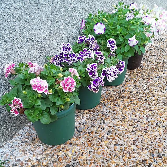 violetさんの実例写真