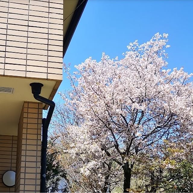 ku-garnet18さんの部屋