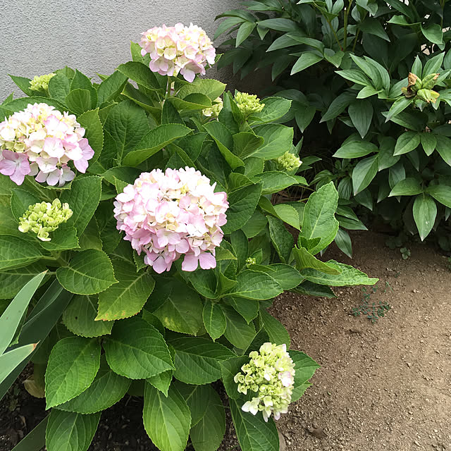 mamegohanさんの実例写真