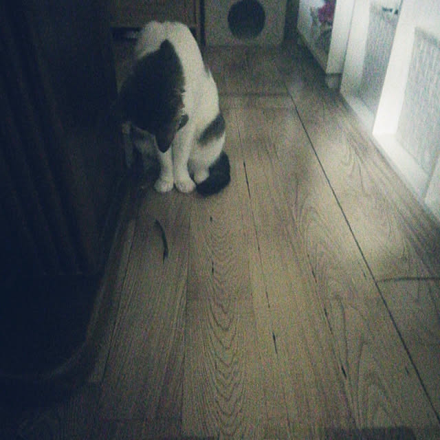Tomopさんの実例写真