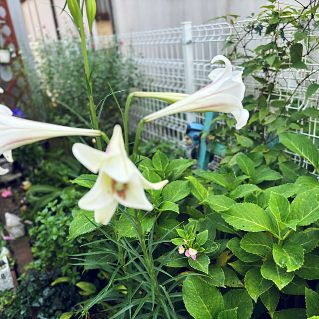 CoCo0617さんの部屋