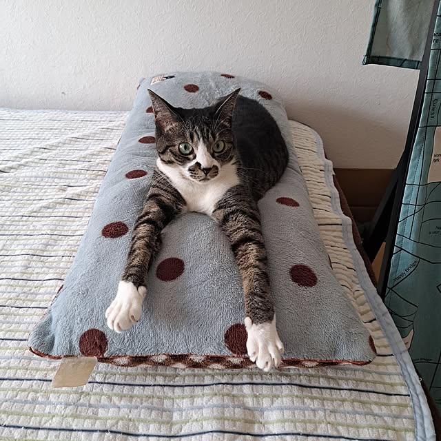 shinoさんの部屋
