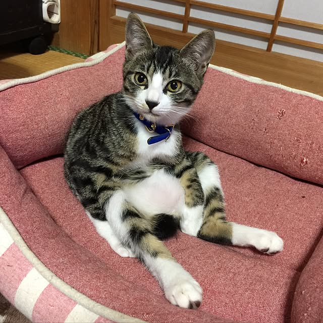 実例写真